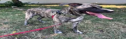 Meticcio cani in regalo: VITO CERCA CASA - Annuncio 8
