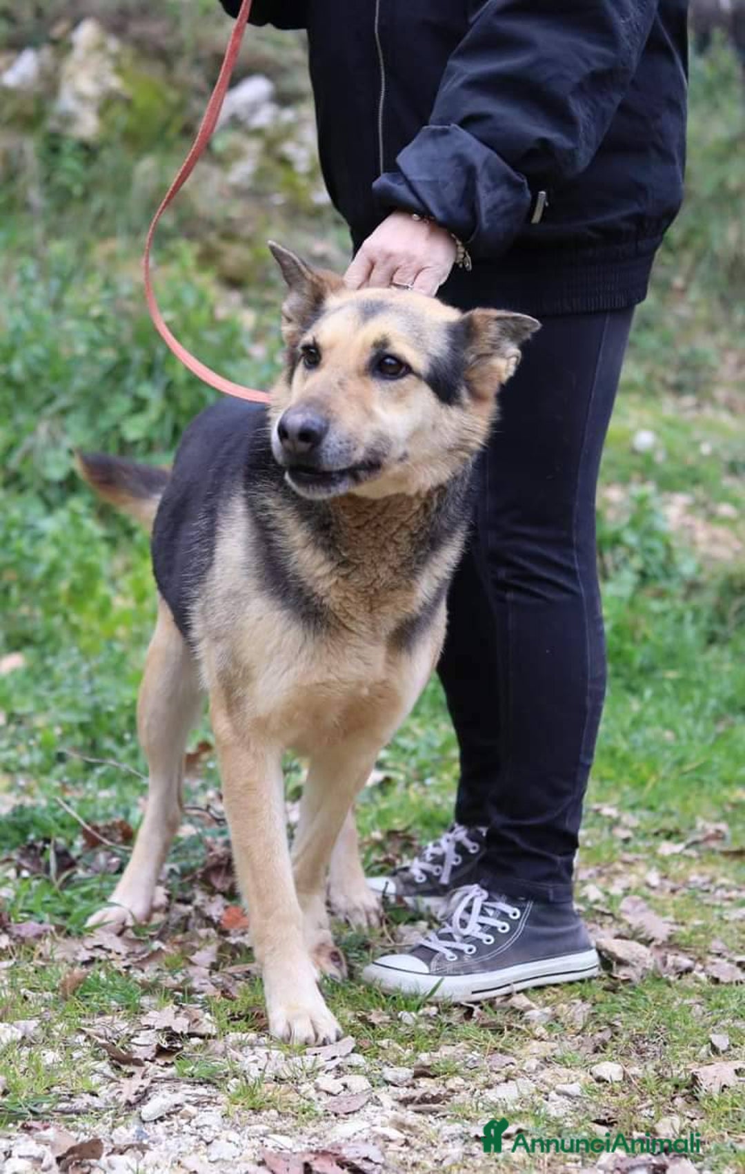 Meticcio cani in regalo: REX affettuoso simpatico nonnino 23 kg - Annuncio 2