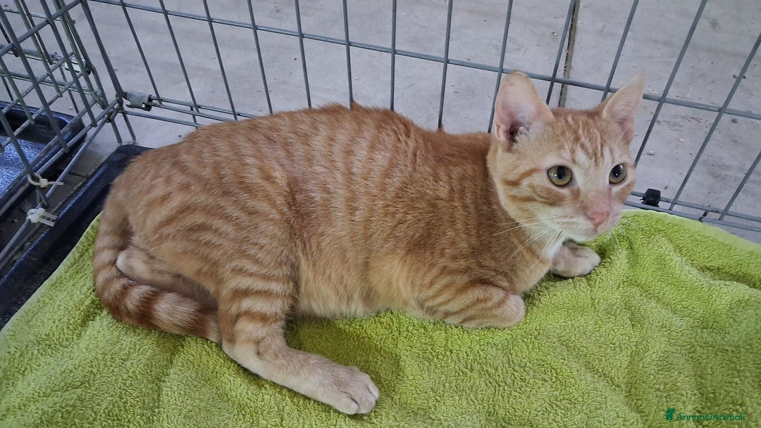 Altre razze gatti in regalo: GATTINA MERAVIGLIOSA - Annuncio 11