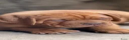 Dogue de Bordeaux cani in vendita: Dogue de Bordeaux CUCCIOLATA STRAORDINARIA  - Annuncio 24