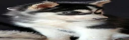Husky cani in vendita: SIBERIAN HUSKY CUCCIOLATA CON PEDIGREE  - Annuncio 9