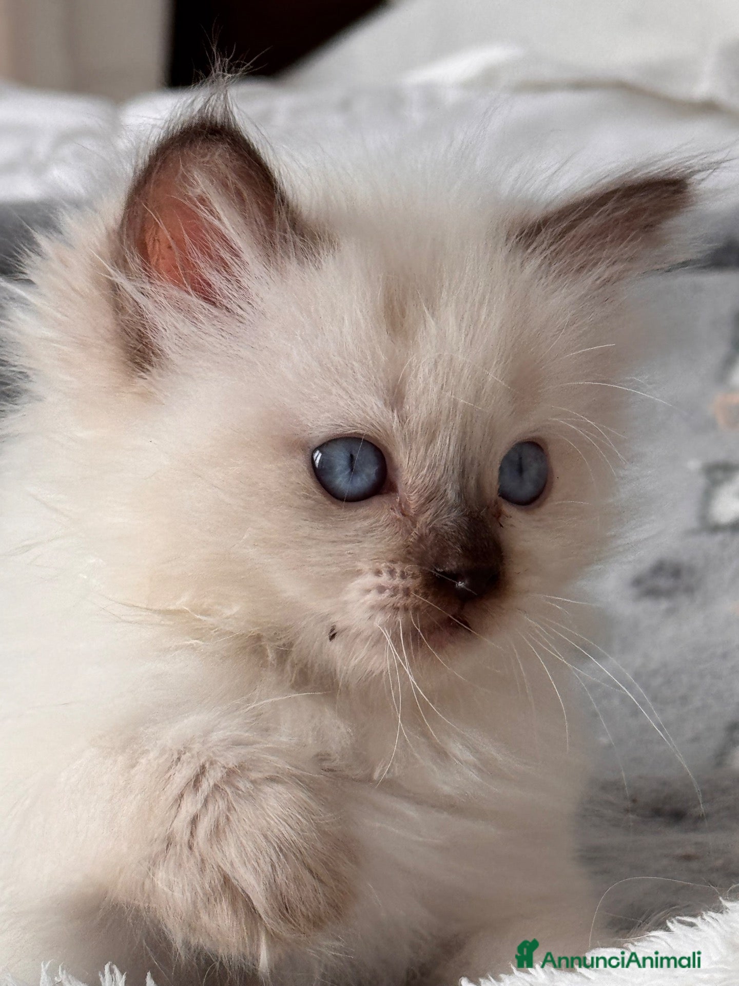 Ragdoll gatti Ragdoll - Annuncio 2