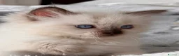 Ragdoll gatti in vendita: Ragdoll - Annuncio 1