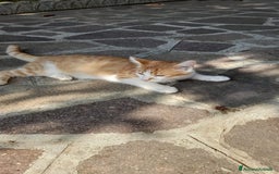 Altre razze gatti in regalo: GATTINI DOLCISSIMI - Annuncio 7