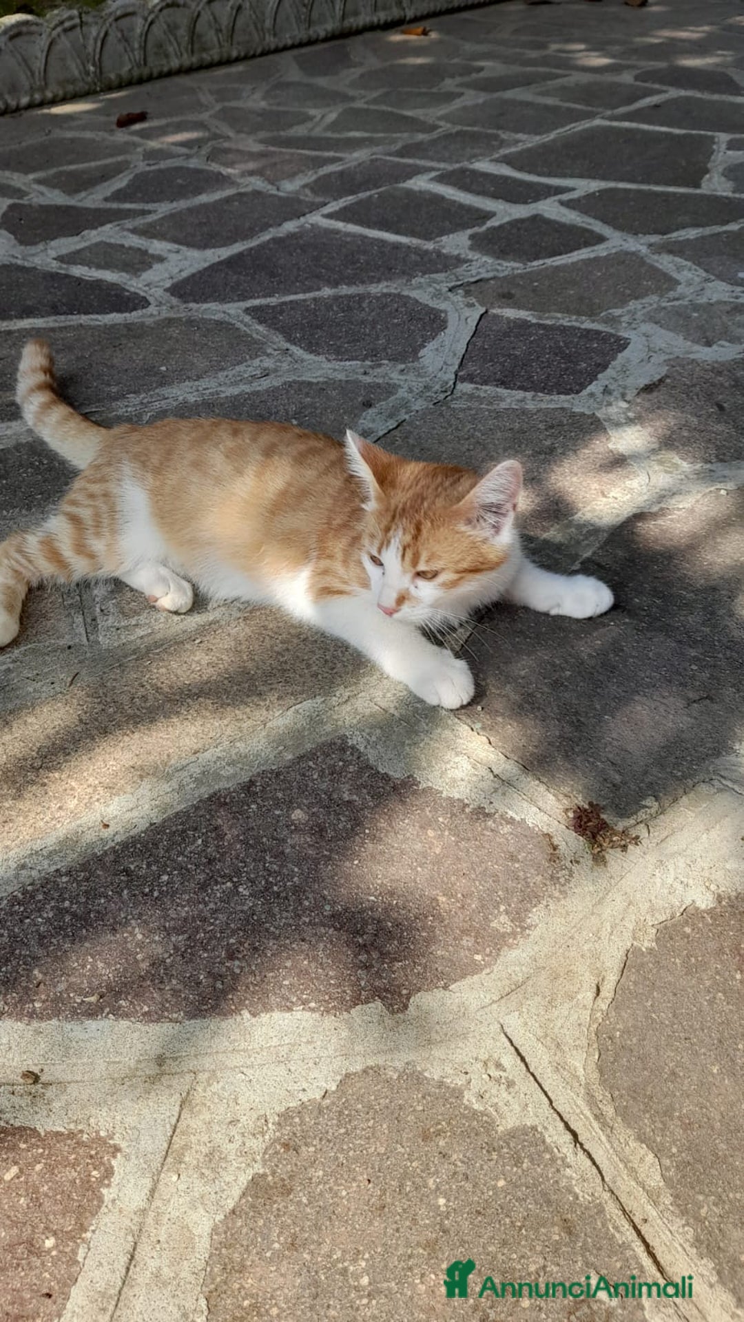 Altre razze gatti in regalo: GATTINO DOLCISSIMO - Annuncio 3