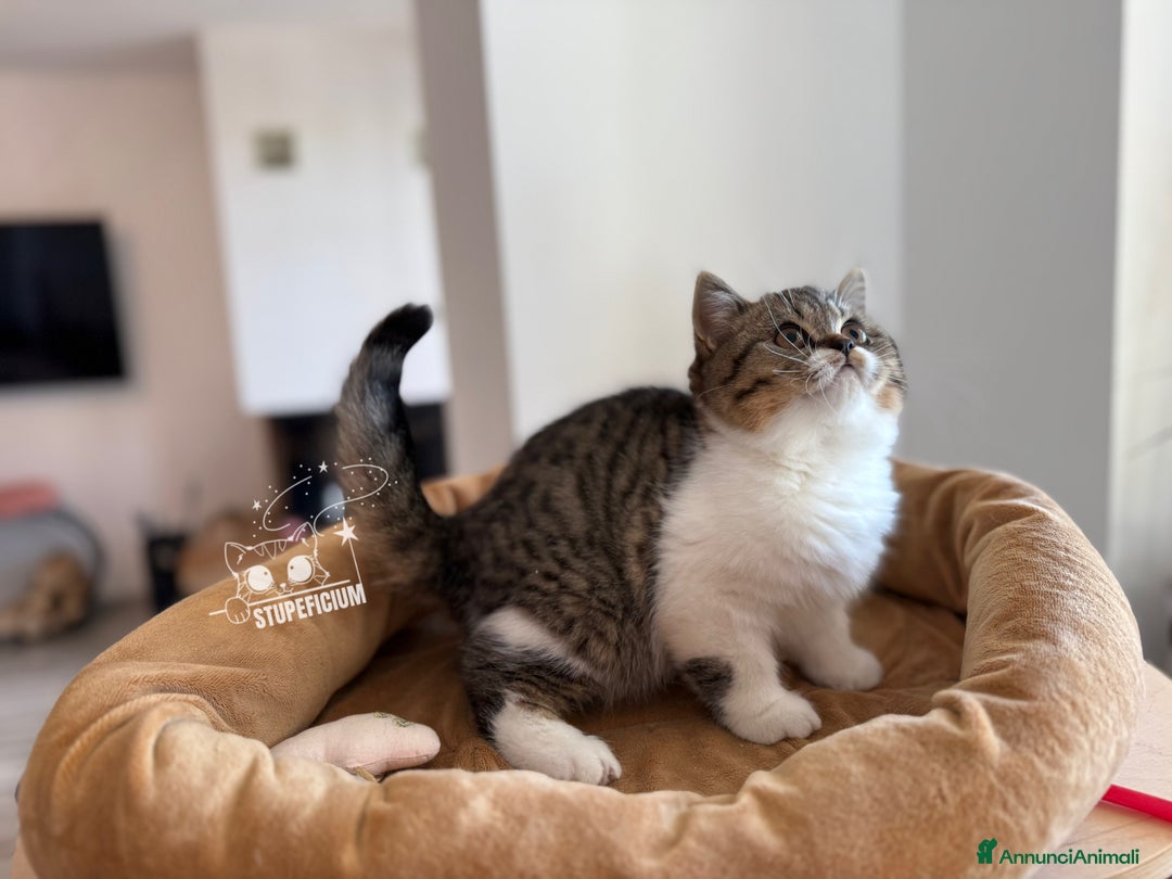 Scottish gatti in vendita: Stupeficium Amos - Scottish Straight - Annuncio 35