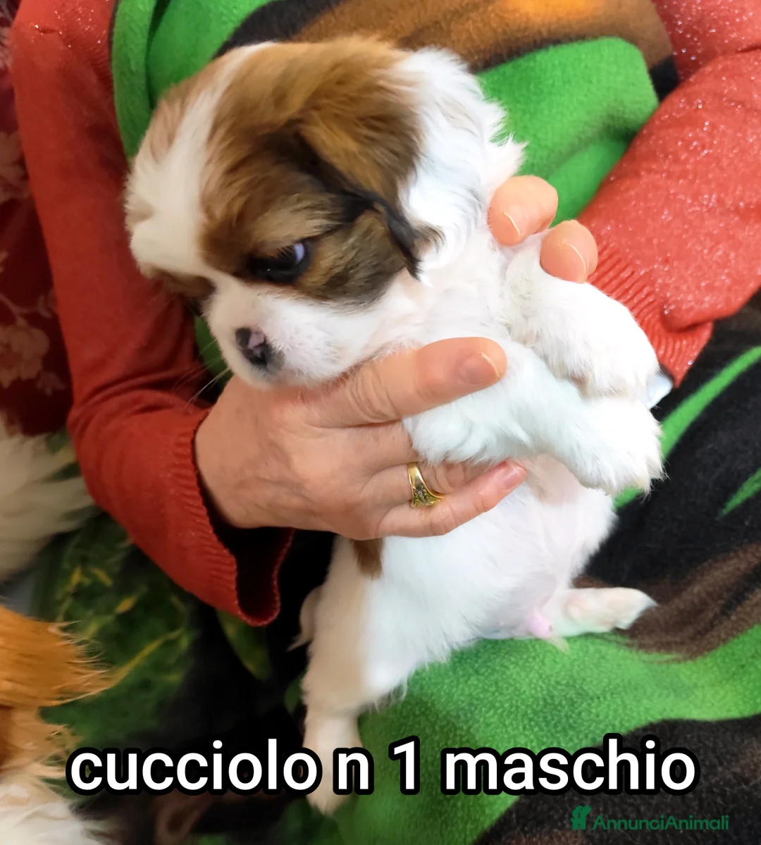 Meticcio cani in vendita: Bellissimi cuccioli cercano amore e casa   - Annuncio 4