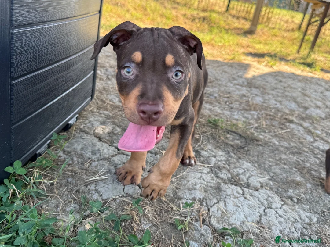 Pitbull cani in vendita: Cuccioli di Pit Bull con Pedigree anche a rate - Annuncio 1