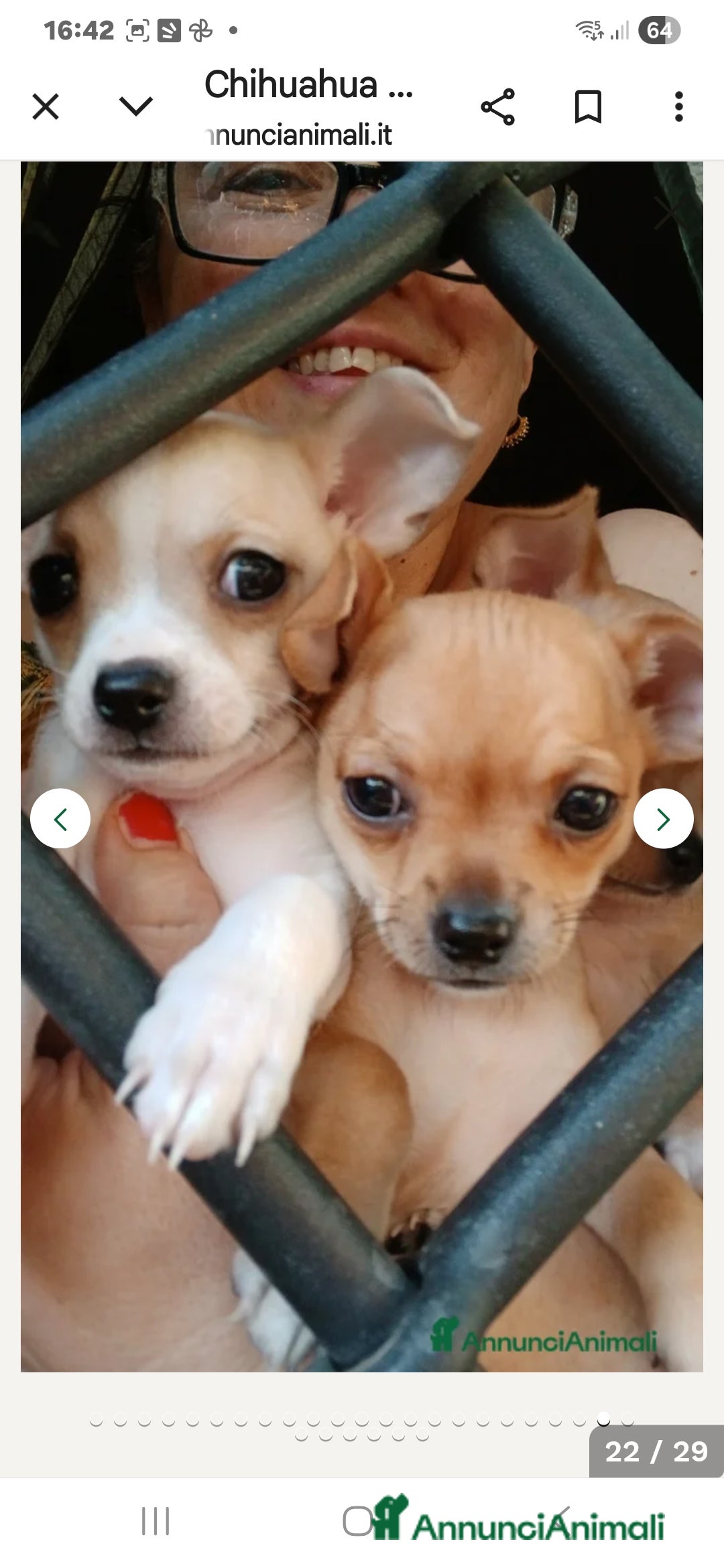 Chihuahua cani in vendita: Cuccioli chihuahua - Annuncio 20