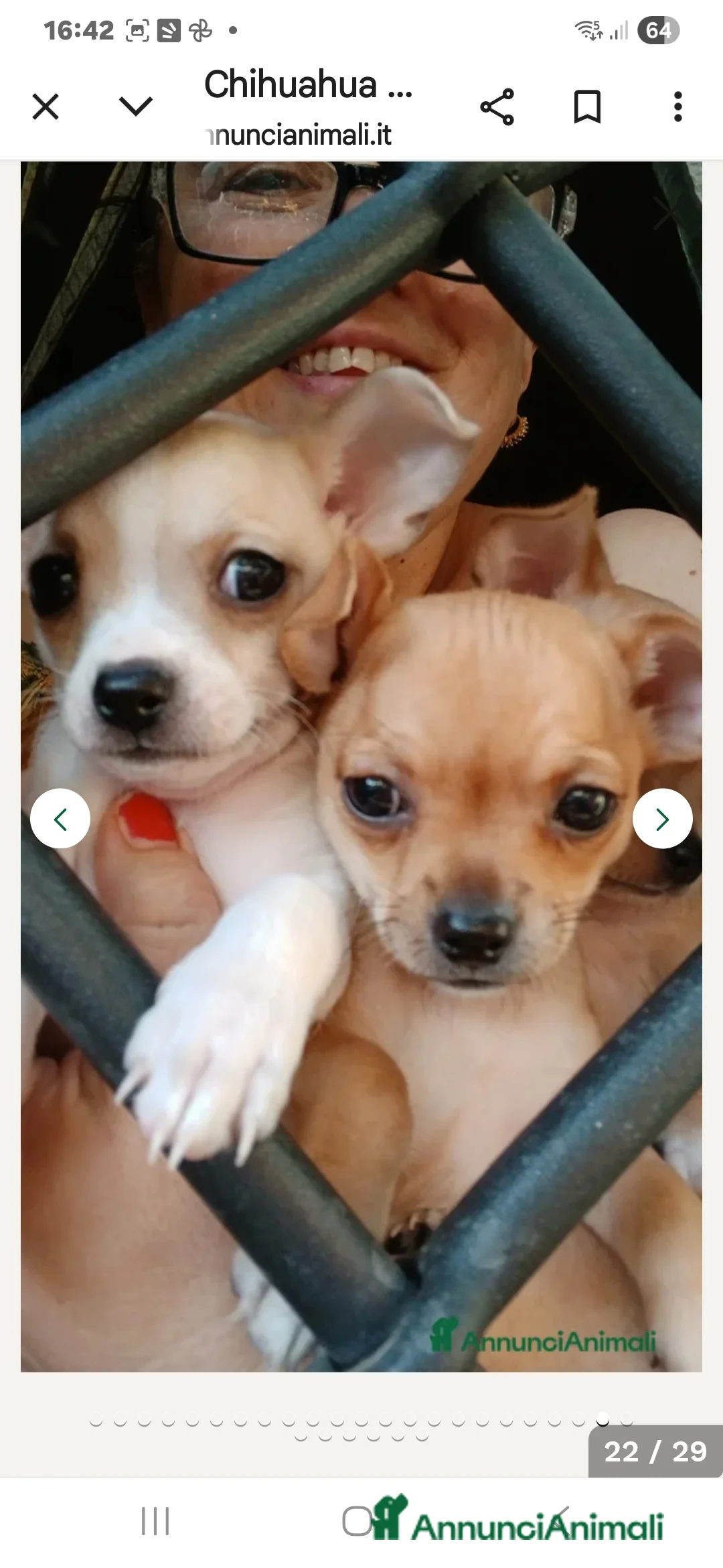 Chihuahua cani in vendita: Cuccioli chihuahua - Annuncio 20