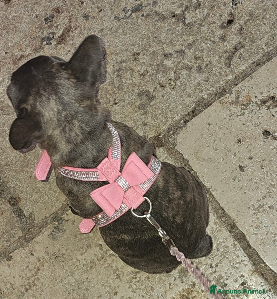 Bulldog Francese cani in vendita: Buldoghina francese, piccola e bella! - Annuncio 4