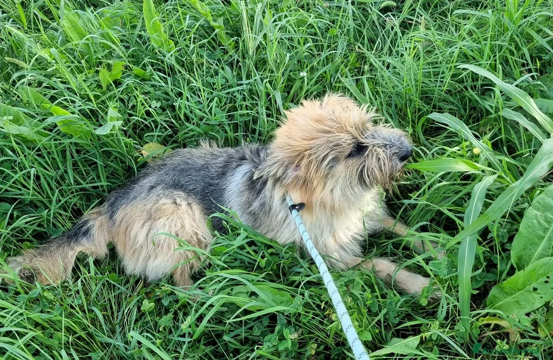 Meticcio cani in regalo: SPANK PASTORE BRIE - Annuncio 5