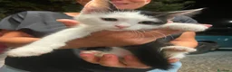 Europeo gatti in regalo: Gattino dolcissimo  - Annuncio 4