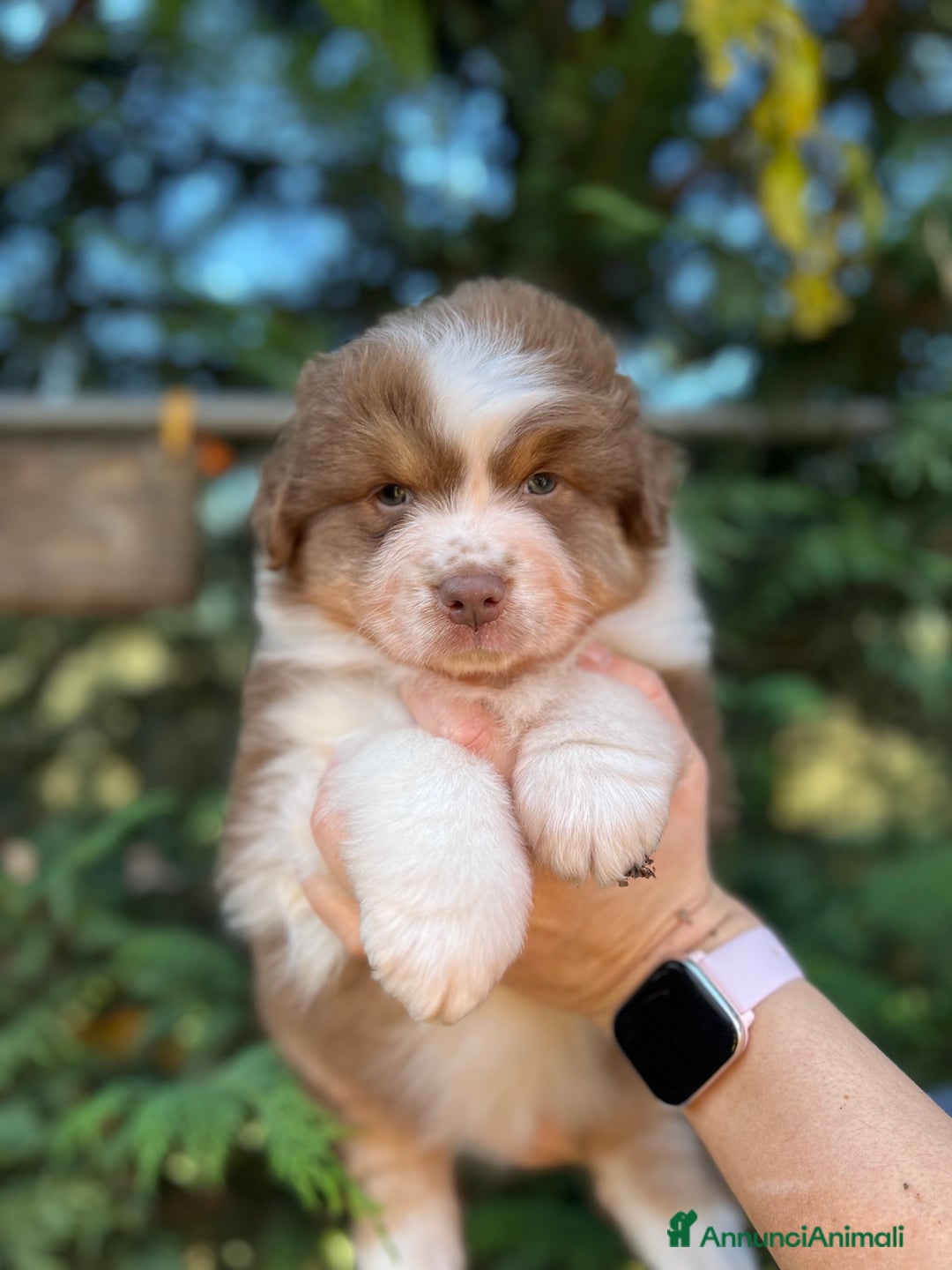 Australian Shepherd cani in vendita: Cucciole pastore australiano  - Annuncio 2