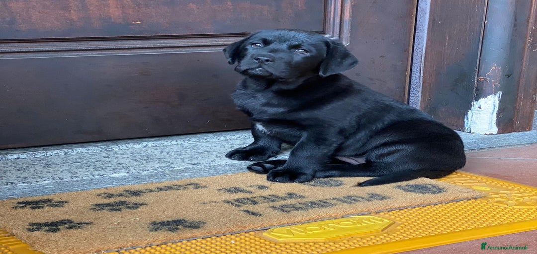 Immagine della galleria {{count}}