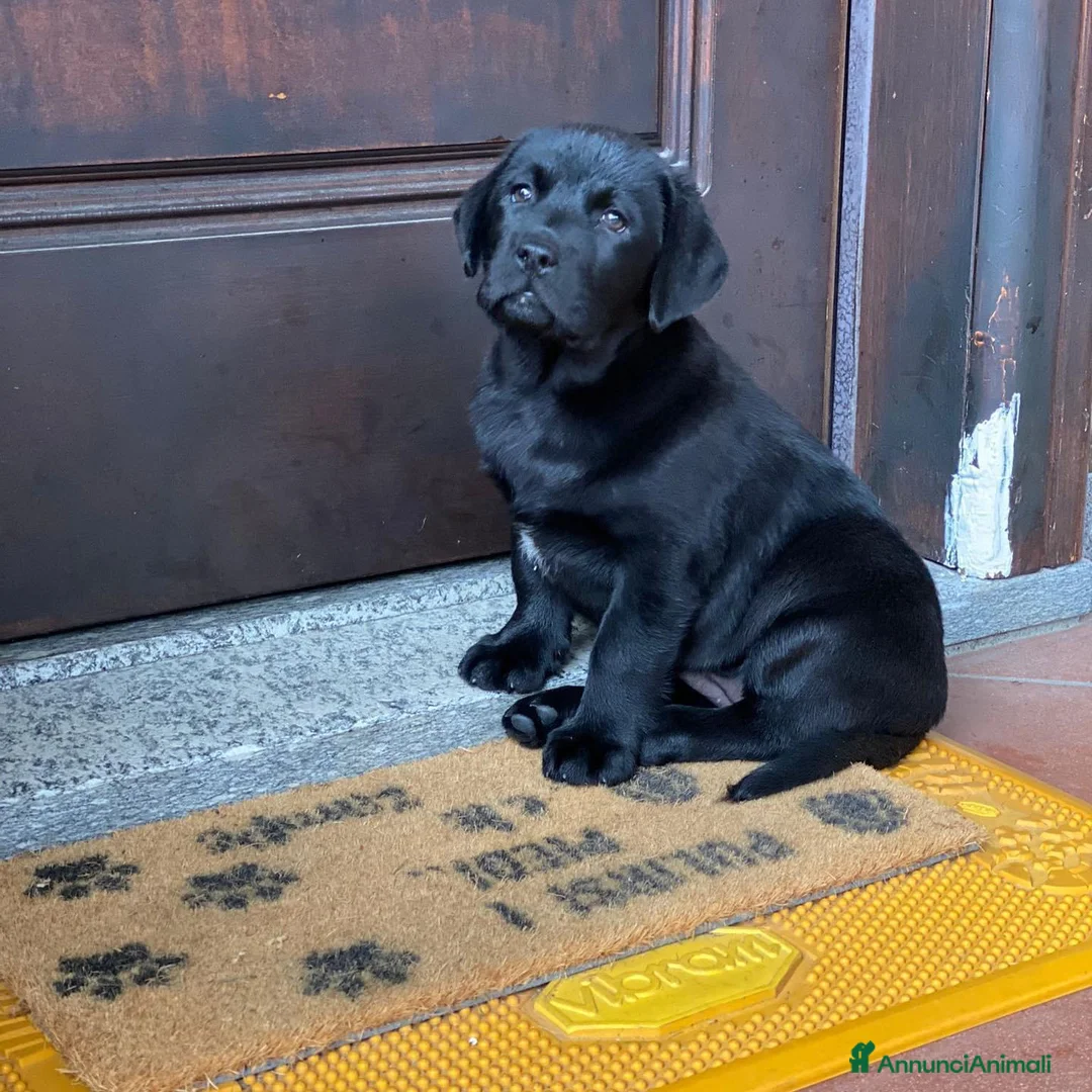 Immagine della galleria {{count}}