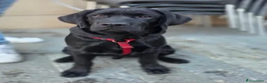 Labrador 