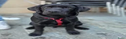 Labrador cani in vendita: CUCCIOLO LABRADOR NERO - Annuncio 7