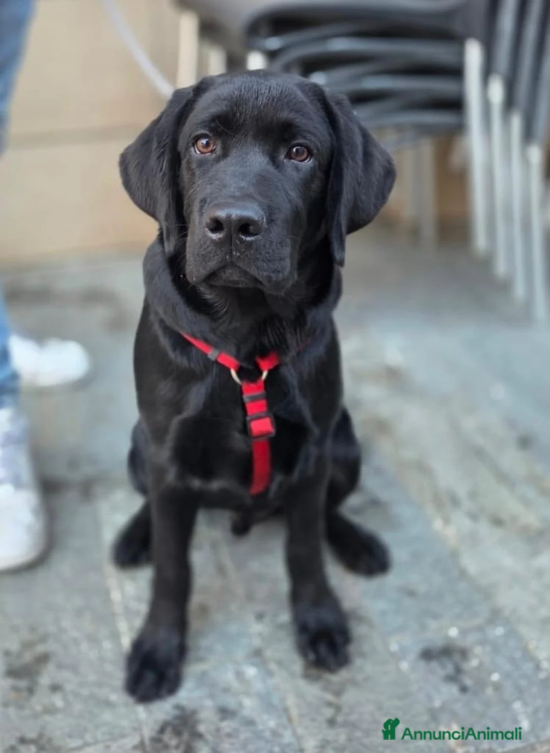 Labrador cani in vendita: CUCCIOLO LABRADOR NERO - Annuncio 7