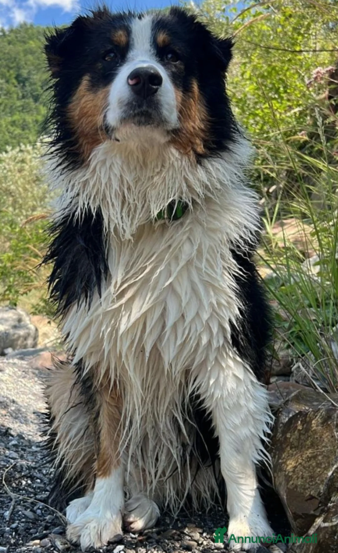 Australian Shepherd cani in vendita: Ultimi 3 cuccioli Australian Shepherd disponibili - Annuncio 2