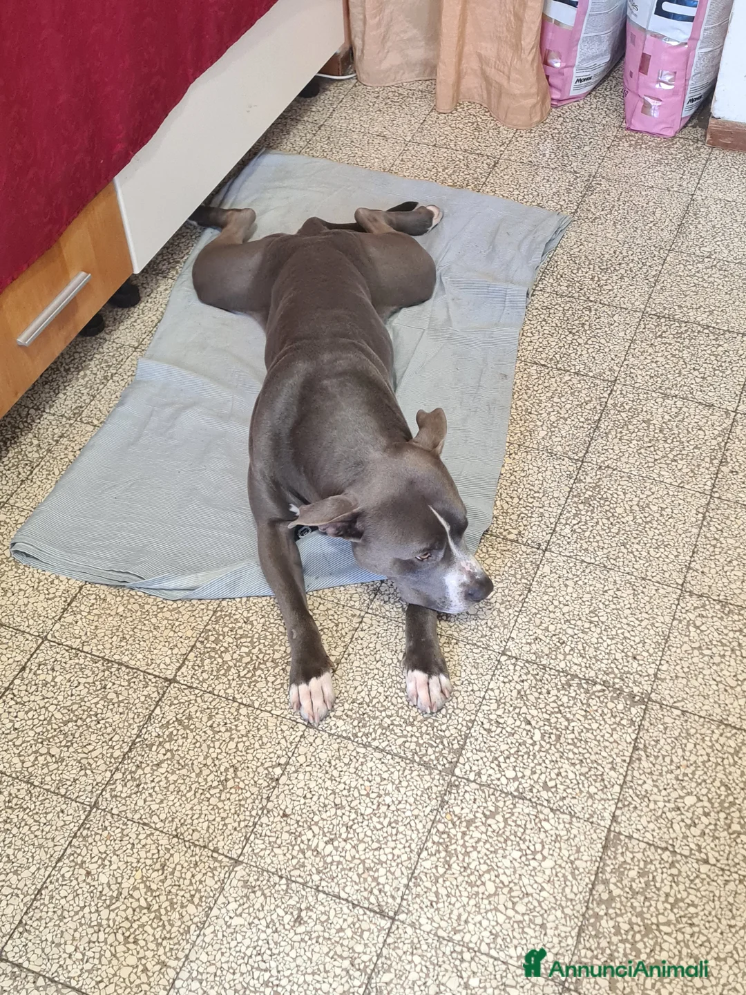 Pitbull cani per accoppiamento: Tyson - Annuncio 3