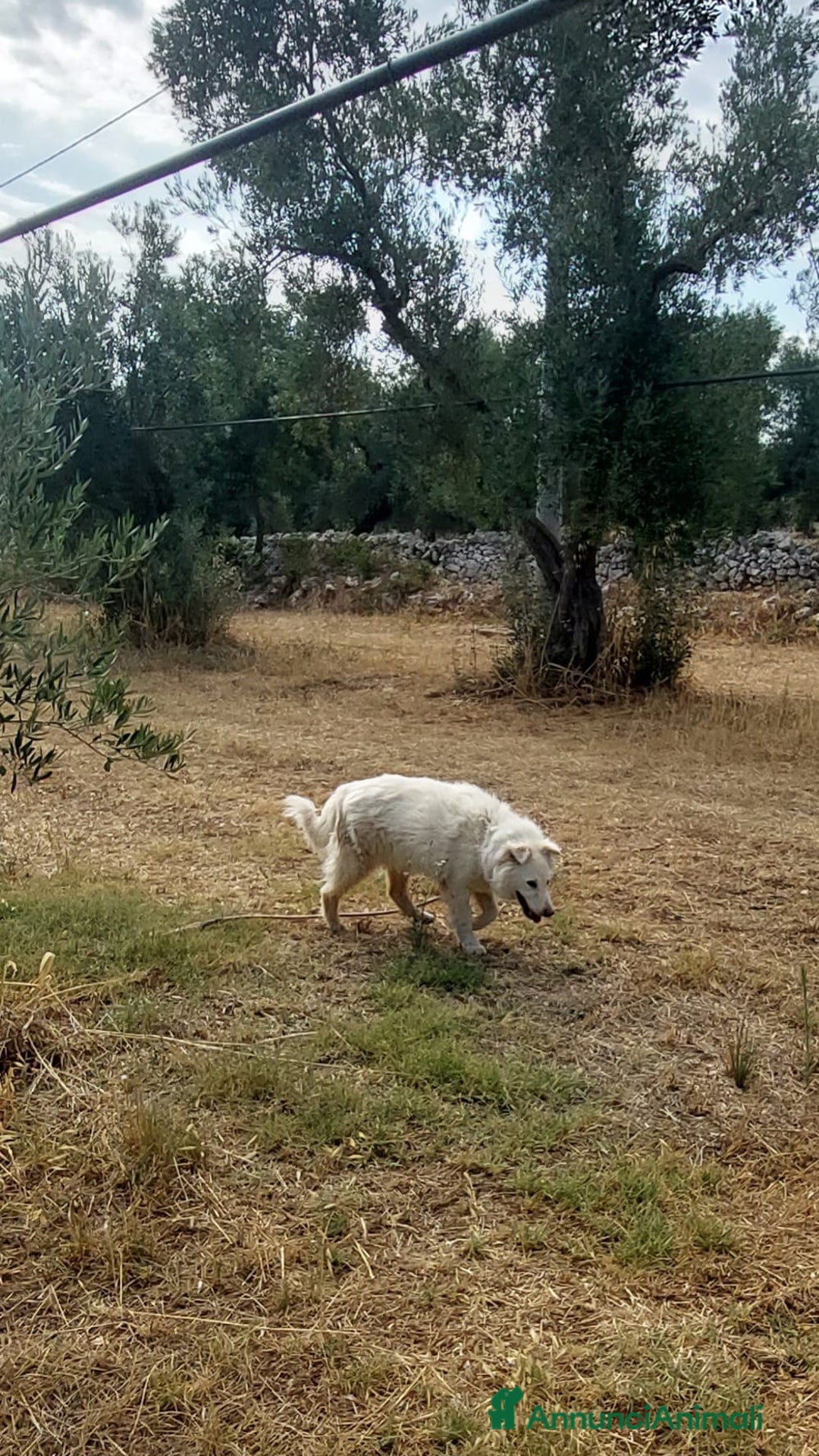 Meticcio cani in regalo: Nonna Penny Cerca Famiglia. Info Monica 3890238584 - Annuncio 10