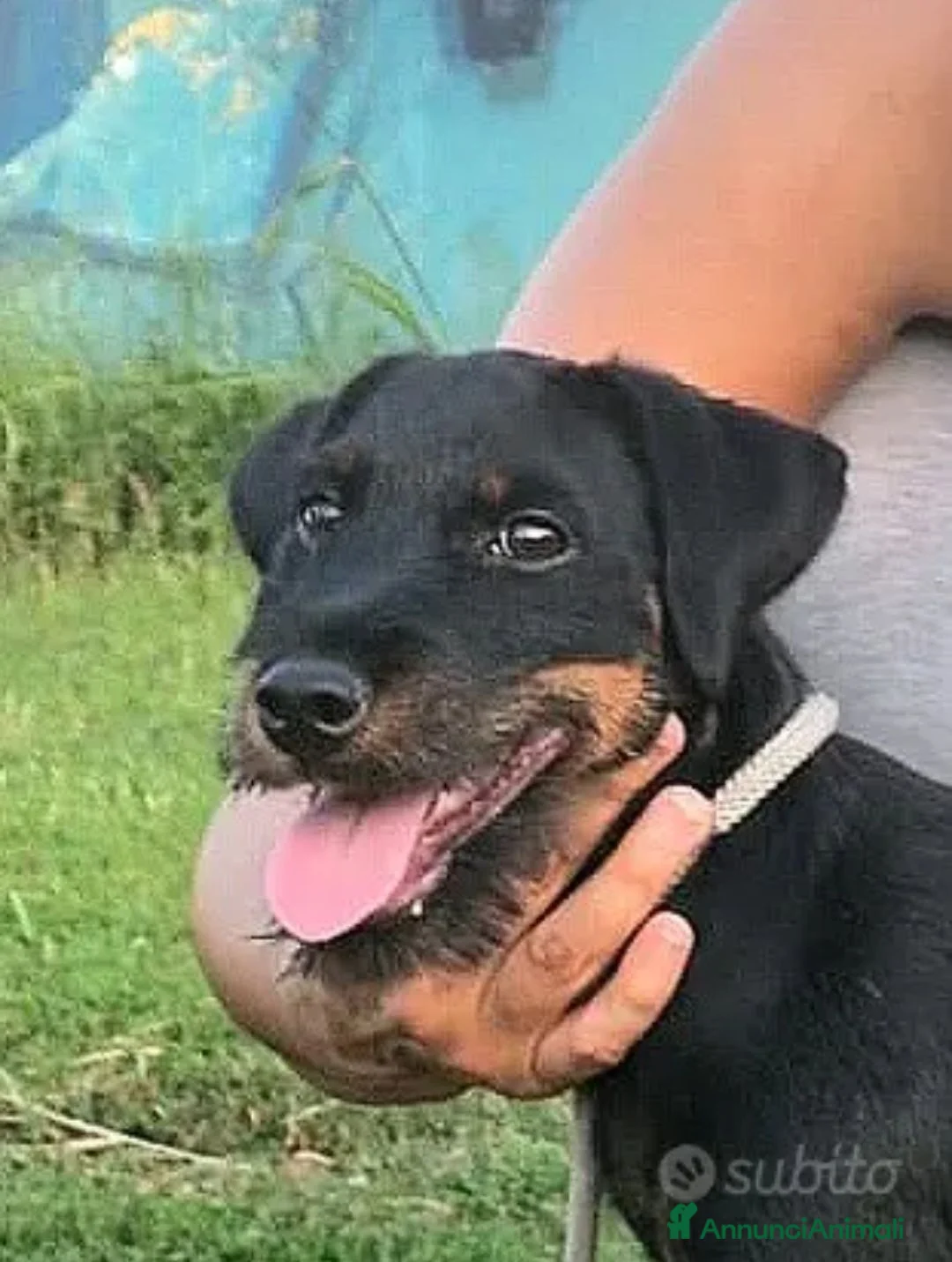 Jagdterrier cani in vendita: Cuccioli di jagd terrier - Annuncio 6