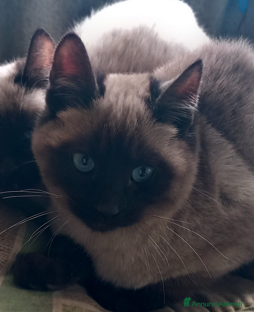 Siamese gatti in vendita: Bellissimi Thai - Annuncio 5