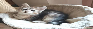 Siberiano 1
