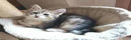 Siberiano gatti in vendita: Cuccioli siberiani con pedigree  - Annuncio 4