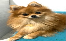 Volpino Pomerania cani per accoppiamento: Justin cerca compagna  a Città metropolitana di Milano - Immagine 2