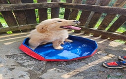 Golden Retriever cani in vendita: Golden Retriever Americano a Valle d'Aosta - Immagine 3