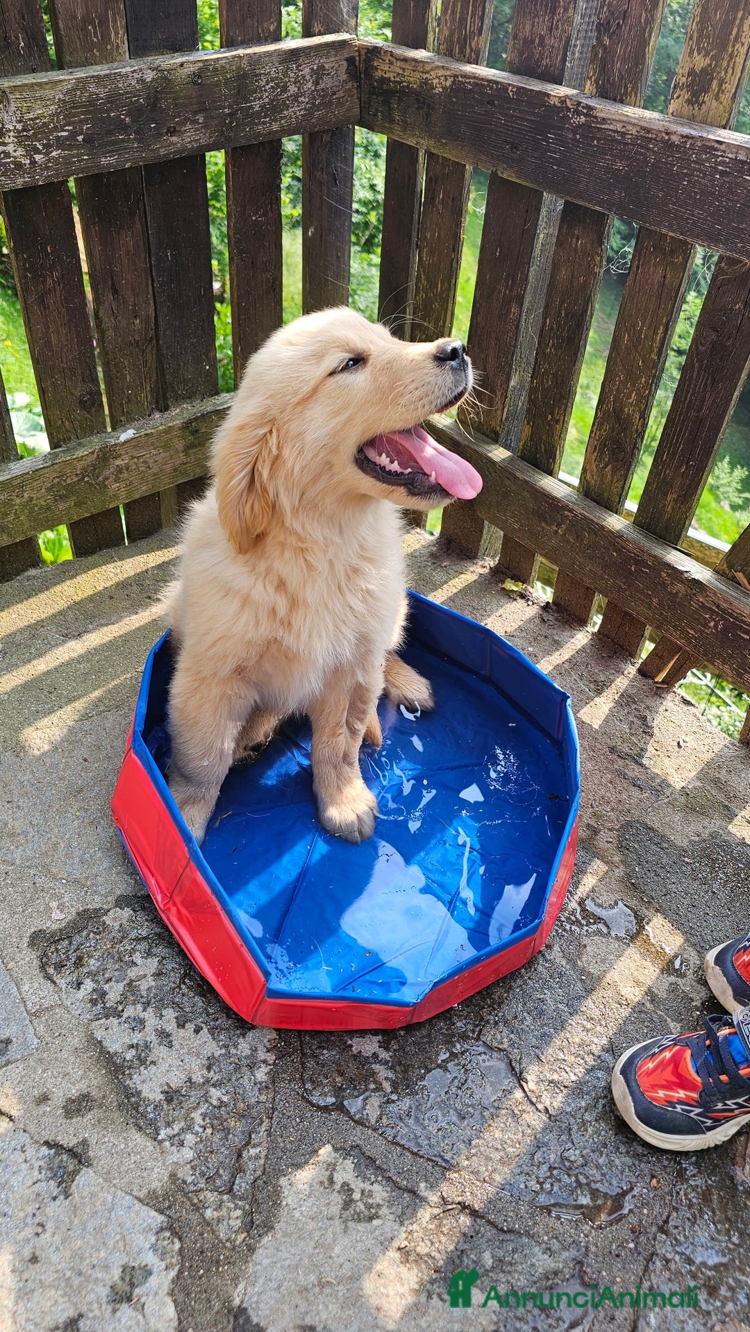 Golden Retriever cani in vendita: Golden Retriever Americano a Valle d'Aosta - Immagine 3