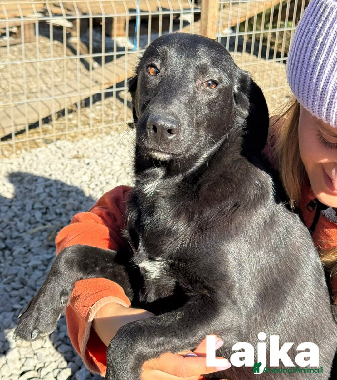 Meticcio cani in regalo: LAJKA 6 KAJA, cucciole invisibili.  - Annuncio 6