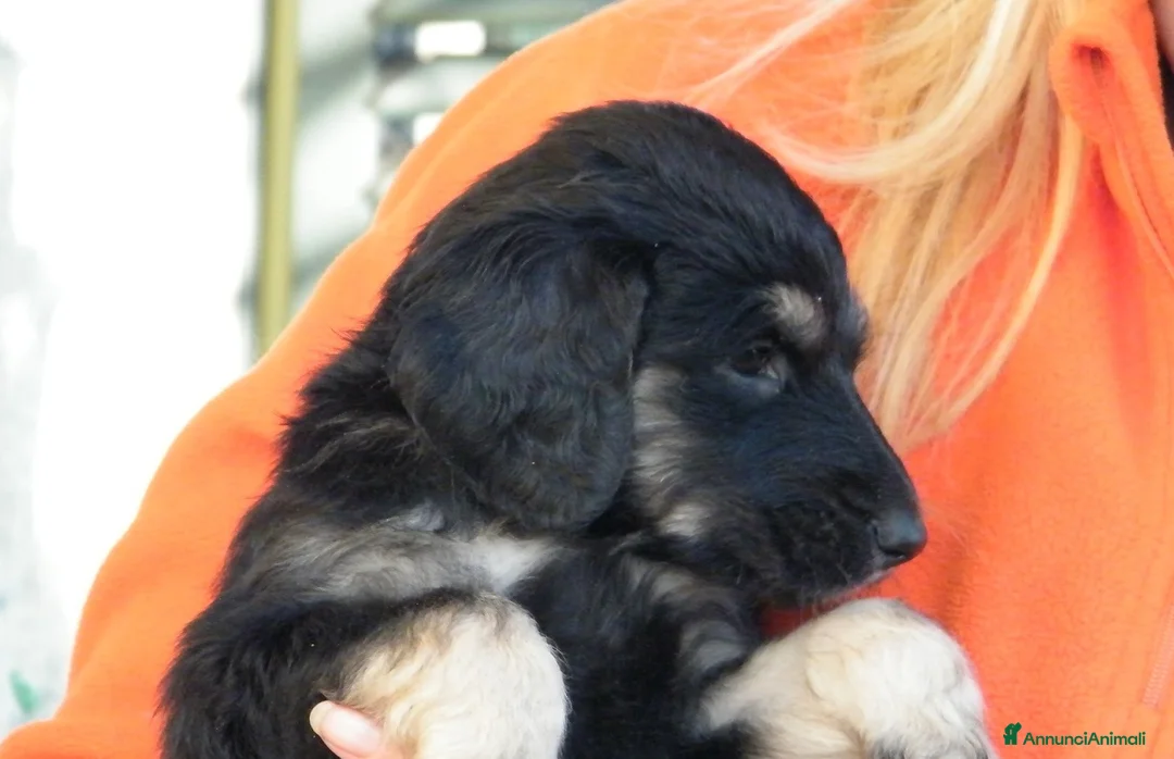 Levriero cani in vendita: LEVRIERO AFGANO BELLISSIMI CUCCIOLI - Annuncio 17