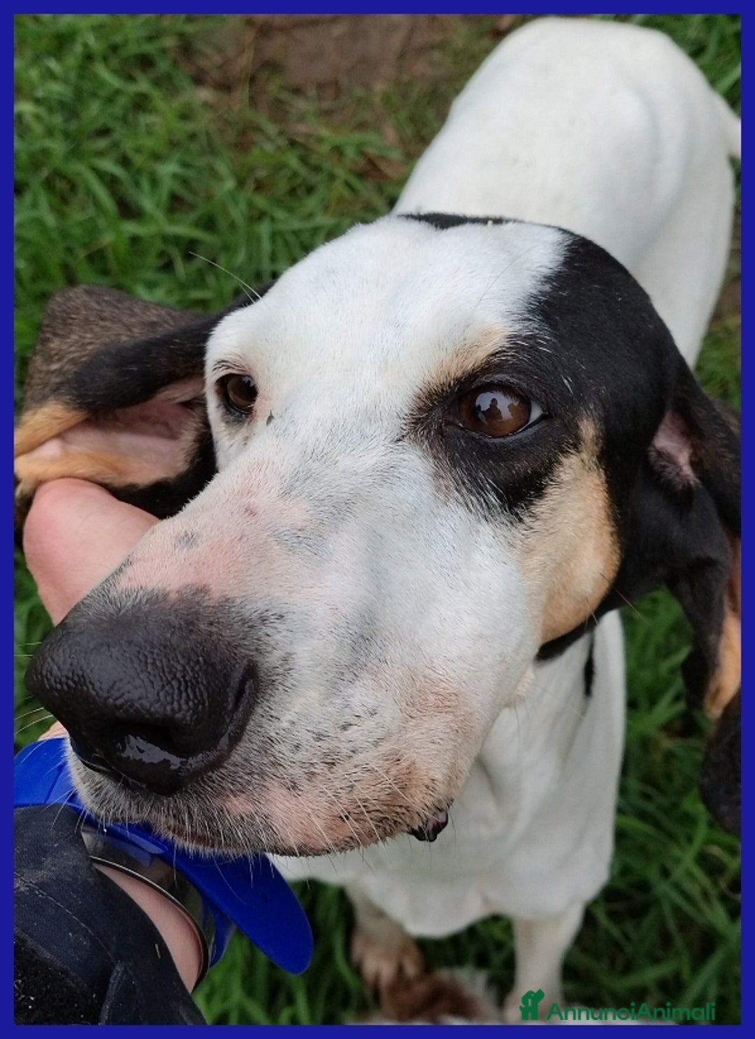 Segugio cani in regalo: MOIRA SPLENDIDA SEGUGIA 7 ANNI, VAGAVA RANDAGIA AF a Città metropolitana di Milano - Annuncio 6