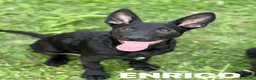 Meticcio cani in regalo: ERNALD e ENRICO, cuccioli PASTORINI super dolci! - Annuncio 2