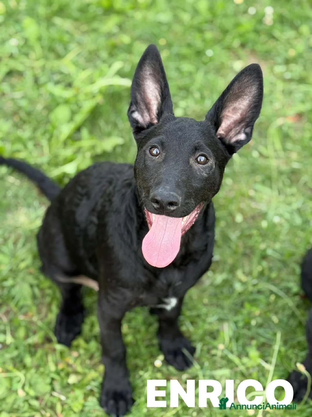 Meticcio cani in regalo: ERNALD e ENRICO, cuccioli PASTORINI super dolci! - Annuncio 2