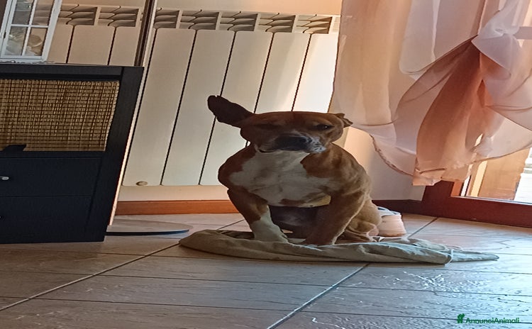 American Staffordshire cani a Provincia di Bergamo - Annuncio 1