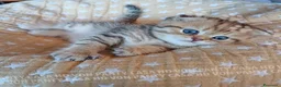 Scottish gatti in vendita: Cuccioli Scottish Fold con Pedigree - Annuncio 8