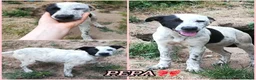 Meticcio cani in regalo: UNA MAMMA PER PEPA a Provincia di Varese - Annuncio 2