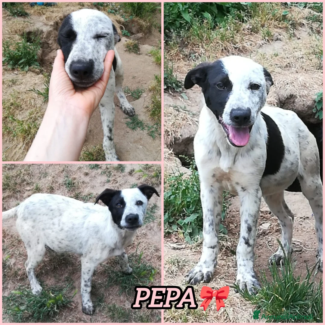 Meticcio cani in regalo: UNA MAMMA PER PEPA a Provincia di Varese - Annuncio 2