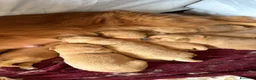 Golden Retriever cani in vendita: Disponibili ultimi cuccioli di Golden Retriever  - Annuncio 6