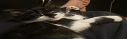 Meticcio gatti in regalo: GATTINI  a Città metropolitana di Milano - Annuncio 1