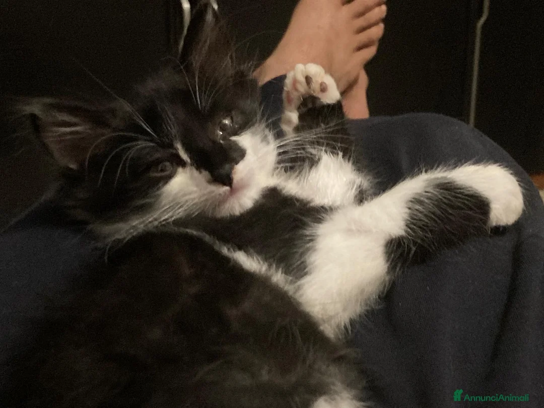 Meticcio gatti in regalo: GATTINI  a Città metropolitana di Milano - Annuncio 1