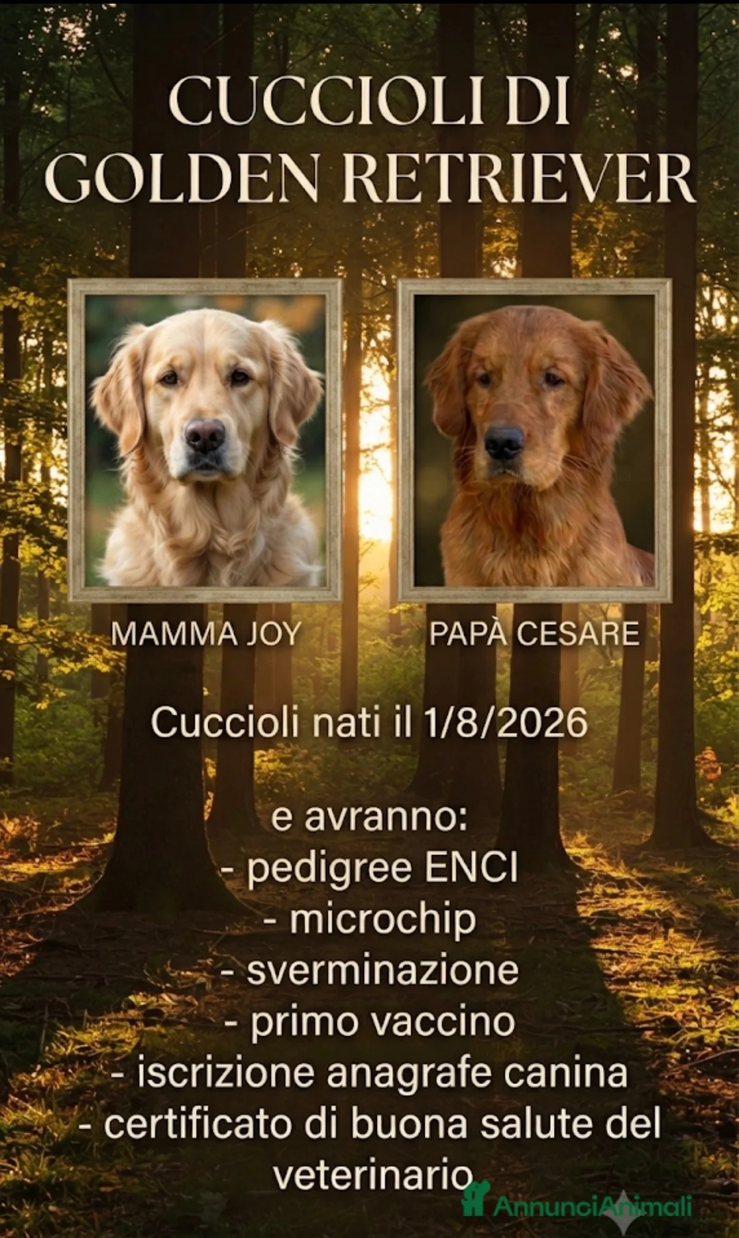 Golden Retriever cani in vendita: Cuccioli di golden retriever  - Annuncio 2