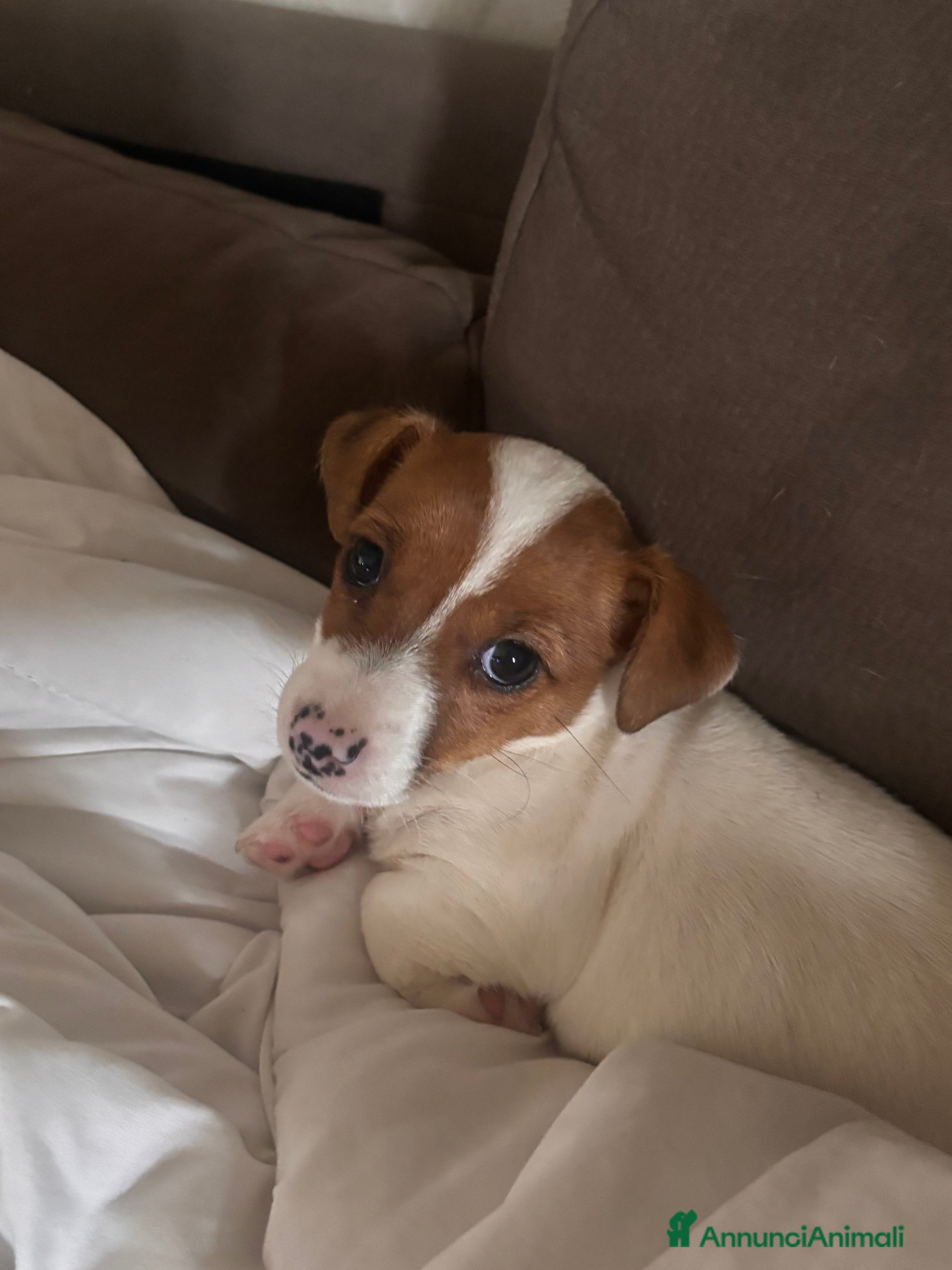 Jack Russell cani Jeck Russell  - Annuncio 4