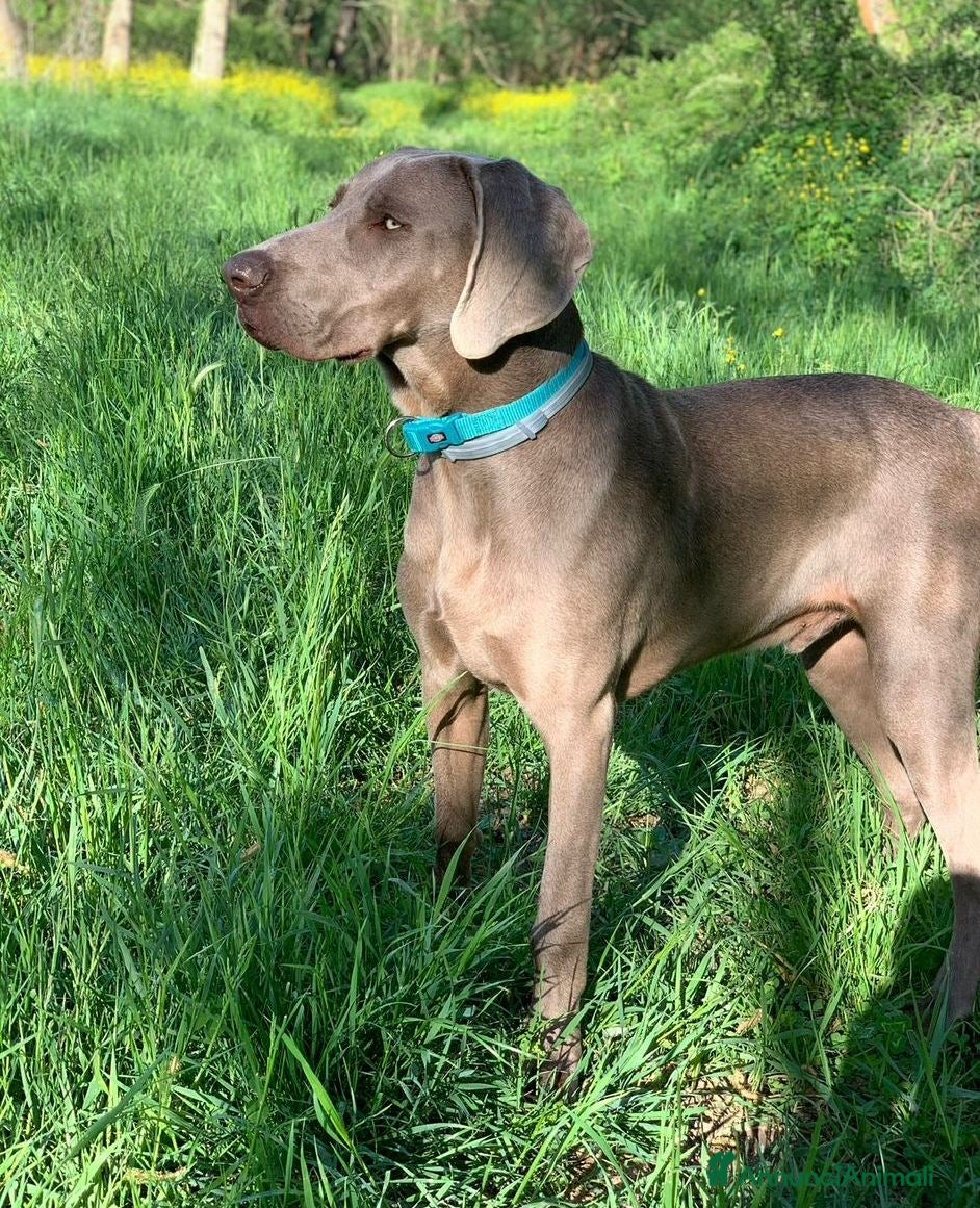 Weimaraner cani Cuccioli di Weimaraner con Pedigree ENCI - Annuncio 1