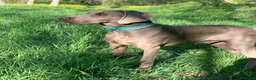 Weimaraner cani in vendita: Cuccioli di Weimaraner con Pedigree ENCI - Annuncio 1