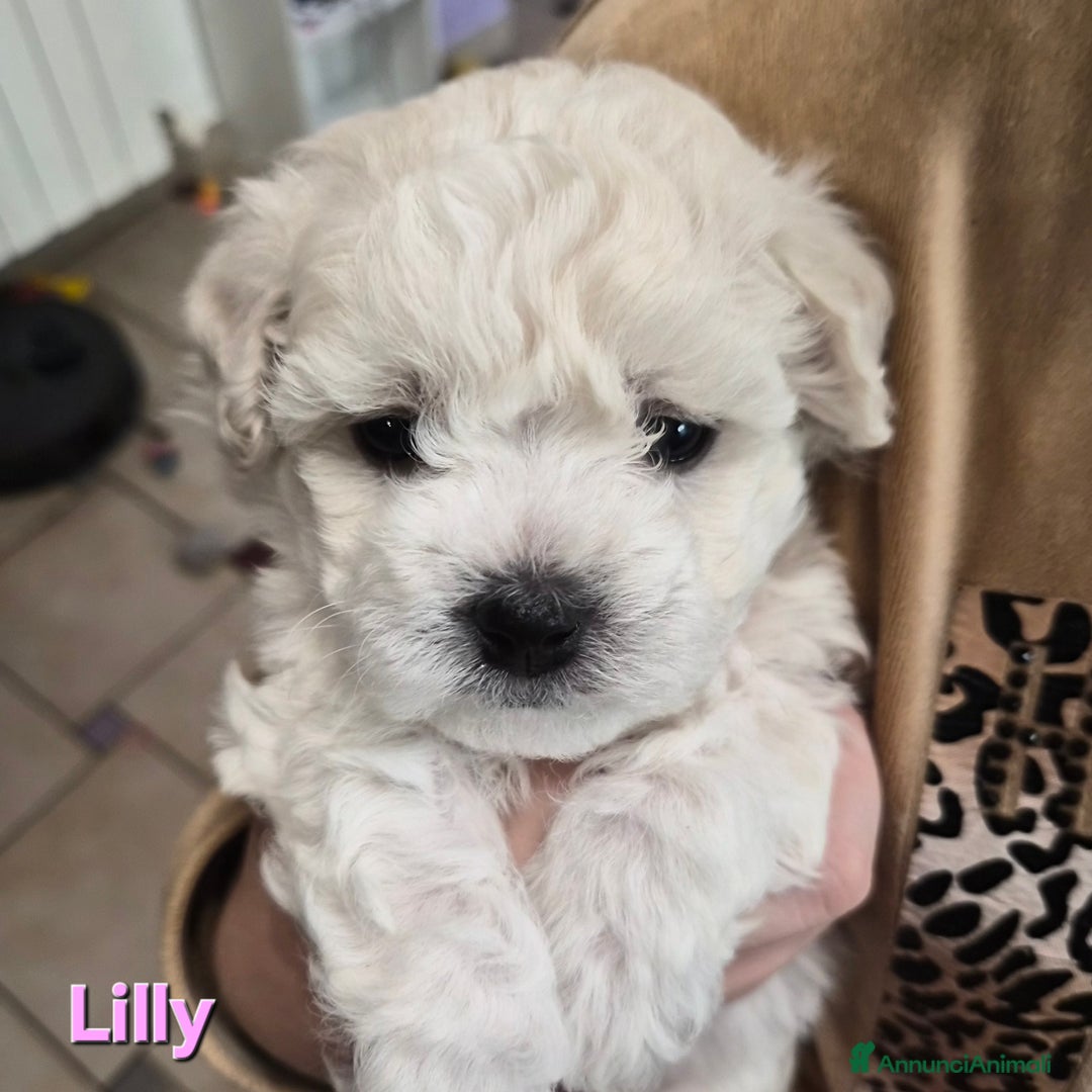 Maltese cani in vendita: Cuccioli maltesi taglia piccola pelo riccio  - Annuncio 6